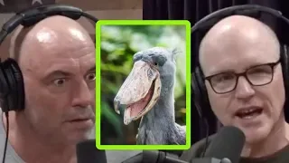 Joe Rogan Freaks Out Over Giant Dinosaur Bird