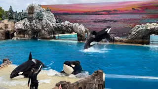 A Special Orca Encounter (Full Show) at SeaWorld San Diego September 3, 2023