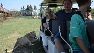 Львица Лейла и туристы !