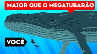 Comparações de Tamanho das Criatura Marinhas Que Farão Você se Sentir Pequeno