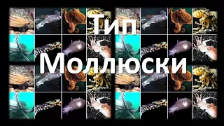 9. Моллюски - строение (7 класс) - биология, подготовка к ЕГЭ и ОГЭ 2018