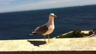 Говорящая чайка монако