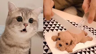 Cat Reaction to Cutting Cake - Funny Dog Cake Reaction Compilation