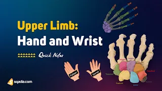 Upper Limb | Hand and Wrist Bones | Anatomy for Medical Students