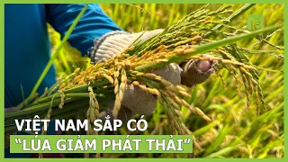Việt Nam sắp có sản phẩm “lúa giảm phát thải” đầu tiên | VTC16