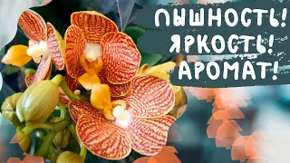 Орхидеи Мультифлоры: пышно, ярко, ароматно!