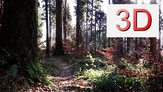 3D Video 4K: NOVEMBER FOREST WALK