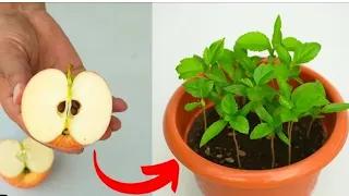 With this method, any seed can be grown quickly at home / How to grow an apple tree