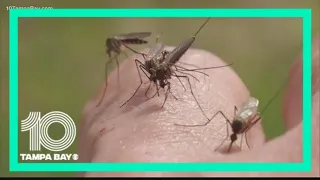 Genetically modified mosquitoes: What you need to know