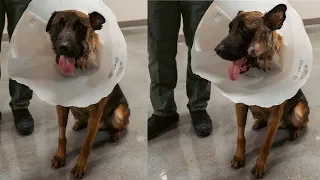 Las Vegas police K9 released from hospital after stabbed by suspect