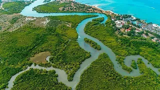 A mangrove revolution: How Egypt is prioritising climate projects in the run-up to COP27