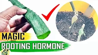 MAGIC ROOTING HORMONE -ALOE VERA GEL for CLONING Plants vs Costly Powders