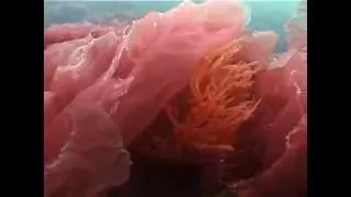 © Водоросли Черного моря. Red algae - 1 // Video Dr. Oleg Kovtun