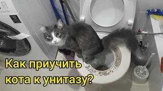 Как приучить кота к унитазу