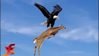 Top 5 Best Eagle Attacks Caught On Tape  Most Amazing Moments Of Wild Animal Fights