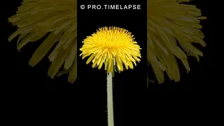 Yellow Dandelion Flower Blooming Time Lapse #shorts