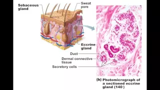 Chapter 5.7 Sweat Glands BIO201