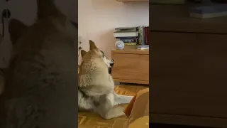 Alexa, how does a wolf sound?