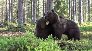 Битва медведей. Какие же они здоровые    капец