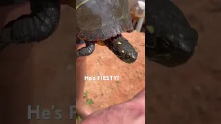 This TURTLE is FIESTY!