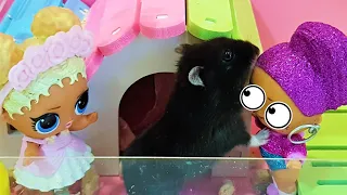 STUCK IN THE CAGE OF COOKIE THE HAMSTER! DOLLS LOL Surprise cartoons videos with toys 😂