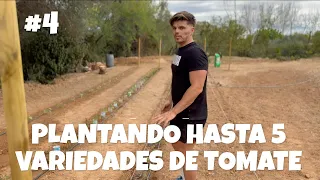 Plantando hasta 5 variedades de tomate #4 | #valenciano #cherokee #rosa #optima