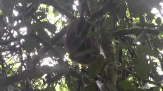 Borneo   Danum Valley   Borneo Rainforest Lodge #8 Orangutan   14 May 2017