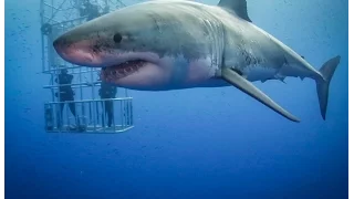 Guadalupe Great White Sharks HD video