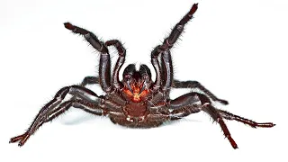 Extrem giftige Spinne - Wie schnell kann sie einen Mensch töten?