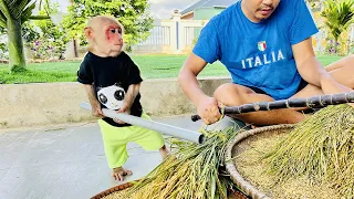 Bibi With Dad Threshing Rice After Harvest!