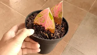 Possible? Propagating Aglaonema Pink by Leaf in simple way Learn from youtube tutorial