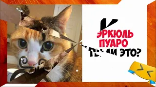 Позитив Для хорошего настроения! Котопозитив!  Без кота и жизнь не та!