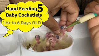 Hand Feeding 1 Hour old Baby Cockatiel | Hand Feeding 1 Day old Baby Cockatiel | Hand Feeding 1 Week