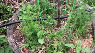 Growing asparagus one, two and four-year-old growths