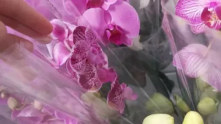 Планета ЛЕТА 🌸 ОТЛИЧНЫЕ ОРХИДЕИ большой ВЫБОР