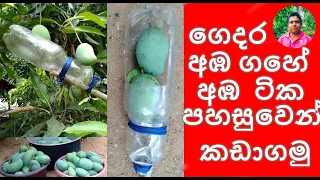 ගෙදර අඹ ගහේ අඹටික පහසුවෙන් කඩාගමු mango plucking"