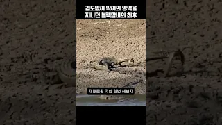 겁도없이 악어의 영역을 지나던 블랙맘바의 최후