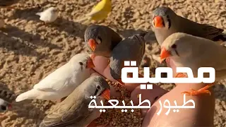 تغطية كامله محميه طيور طبيعيه / محمد الحصينان