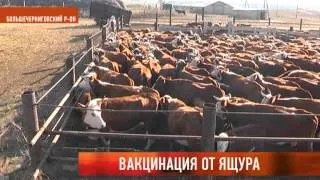 Вакцинация от ящура