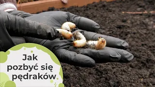 Pędraki. Jak sprawdzić czy mamy pędraki? Jak pozbyć się pędraków?