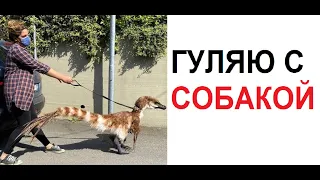 Лютые приколы. Выгуливаю собаку в карантин. собаку. СОБАКУ !!! ААААА!!!