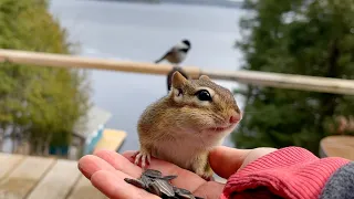 Will chipmunks and chickadees get along?