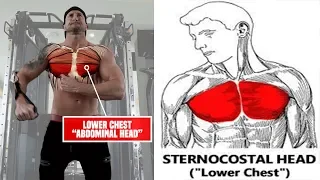 5 Forgotten LOWER CHEST Exercises For PERFECT Pecs