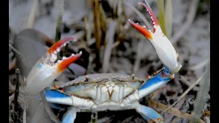 Crabs of the Shallows | Low Tides