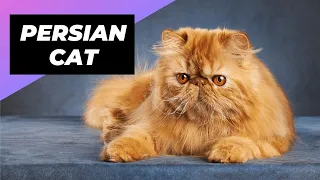 Persian Cat 🐱 One Of The Most Expensive Cats In The World #shorts #persiancat #cat