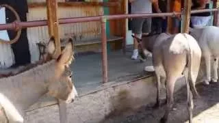 Donkeys roaming streets of Oatman, Arizona on US Route 66, love it