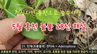 들풀 - 5월 청정자연 홍천 내면 들풀 28종류 해설