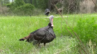 INSANE DECAPITATING A Wild Turkey With A Bow and Arrow!
