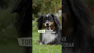 5 недавно выведенных пород собак #shorts #молодыепородысобак #собаки