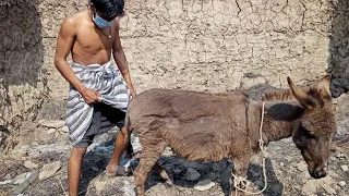 New Donkey Video man with donkey living Amazing funny HD 2020 Part 01 | May 29, 2021(3)